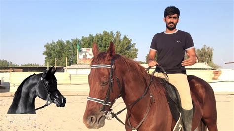 أحمد عبد العزيز عن ركوب الخيل: قلت لمخرج فهد البطل أنى عجزت لكنه أقنعني