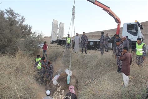 جهود مضنية من الدفاع المدني لإنقاذ جمل في الحسا