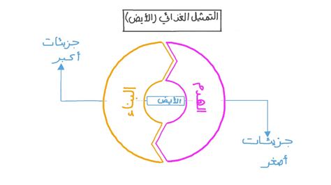 مؤشرات لبطء عمليات التمثيل الغذائي في الجسم